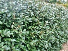 Eleagnus x ebbingei siepe pianta rustica elegante resistente siccità e salinità