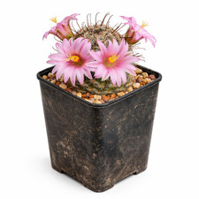 Mammillaria sheldonii seeds - sheldonii,