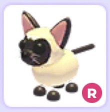 Ride siamese cat - ride,