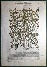 Stampa antica MATTIOLI