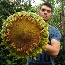 GIRASOLE GIGANTE HULK - FIORI
