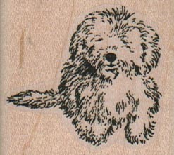 Fluffy bichon maltese - fluffy, bichon/maltese