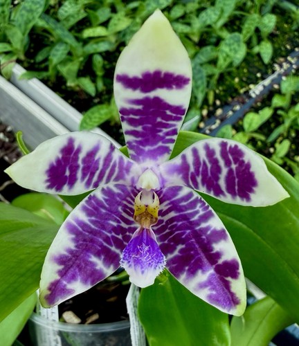 Phalaenopsis geroglyphica blue - phalaenopsis,