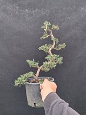 Bonsai Di Juniperus Sabina