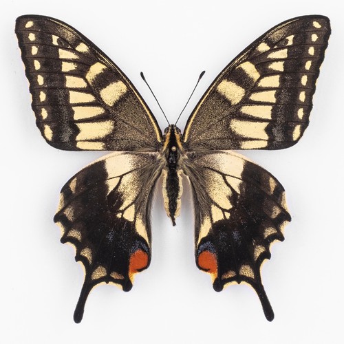 Papilio machaon ippocrate - papilio,