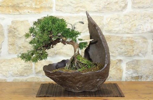 Bonsai ginepro kishu - bonsai, di