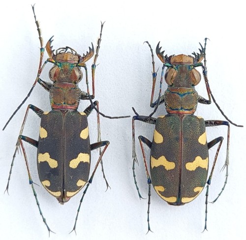 Carabidae cicindelinae - carabidae,,