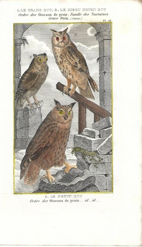 Stampa antica gufo reale - antica,
