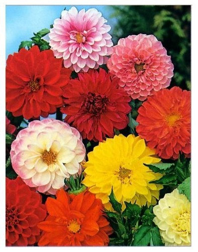 100 semi seeds dahlia doppia - 100,