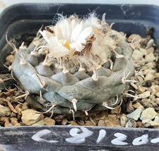 Turbinicarpus ssp negrita