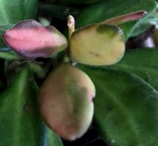 RARE Hoya sp Aff Burtoniae