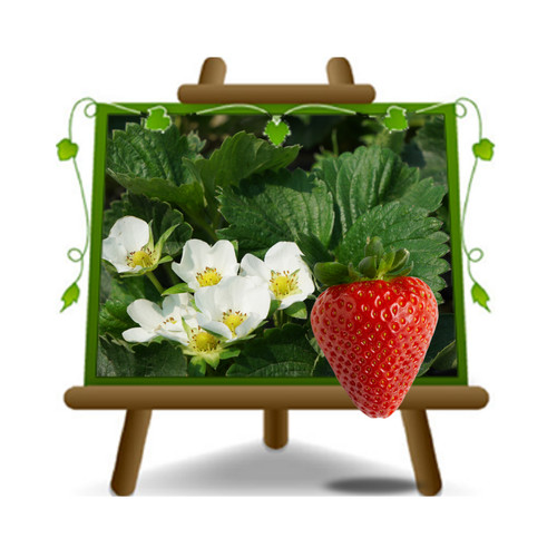 Fragole fiore bianco - fragole,