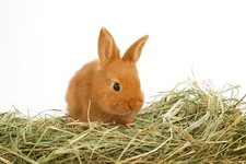 Fieno Naturale per Conigli 1 Kg | Fieno Italiano Prato Montagna Essiccato Sole