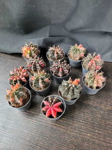 Rara rarità gymnocalycium - raritÀ,