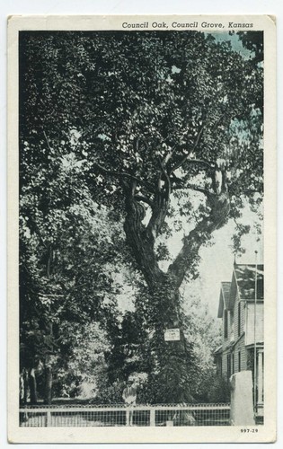 Council oak - oak,, grove