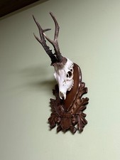 Roe deer horns. Antlers