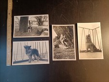 lotto 4 Foto storica vintage antica cucciolo pastore tedesco cane puppy - AF9.2