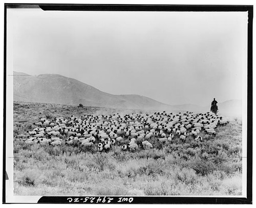 Idaho blackfoot sheep ranch - sheep,