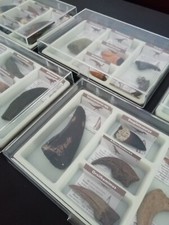 Sulle tracce dei dinosauri collezione completa artigli denti perfetta anni 90