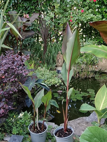 Pianta canna thai silver - pianta,