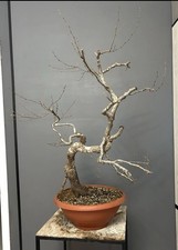 Pre Bonsai Di Carpino Bianco
