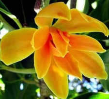 MAGNOLIO flor amarilla