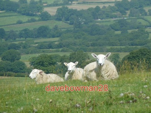 Photo sheep the hill - sheep,