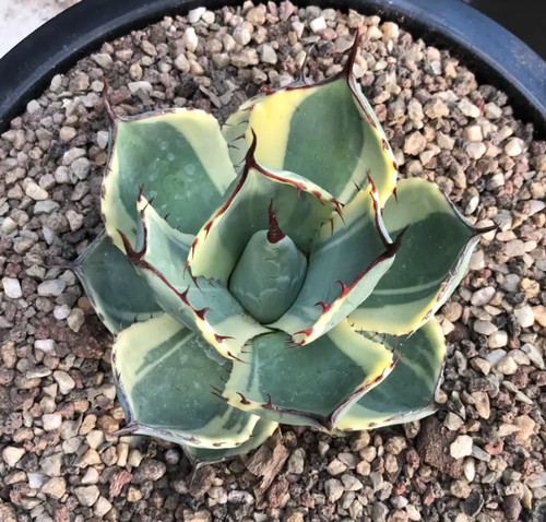 Truncata parryi agave cm - parryi, 8-9