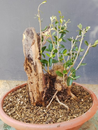 Bonsai olivastro 30x28cm - bonsai, in
