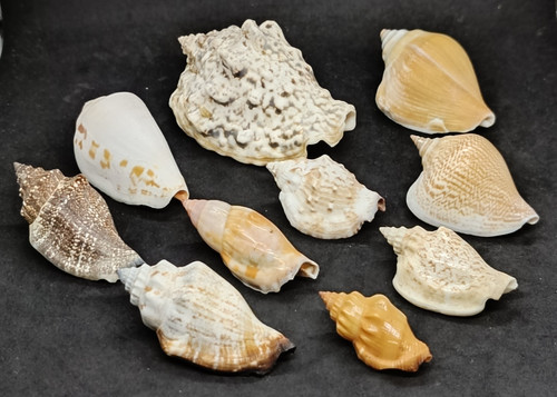 Collezione lotto conchiglie - lotto,