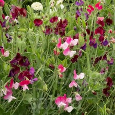 Fiore annuale, EDELWICKE, semi biologici Demeter, 2,5 g