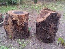Pezzi Di Tronco NOCE