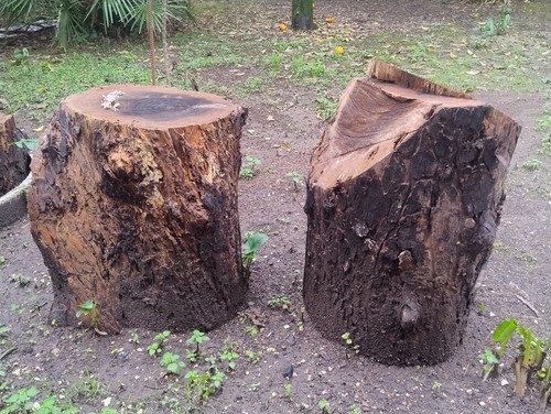 Pezzi tronco noce - pezzi,