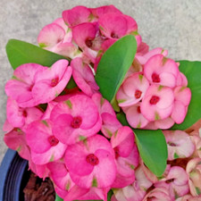 Corona di Spine Thapthim Sayam Pianta di Cristo Spina Euphorbia Milii Hybrid 5 pollici