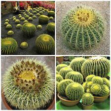 10 semi  di Echinocactus grusonii ,cuscino della suocera ,seeds cactus 
