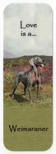 WEIMARANER BEAUTIFUL DOG