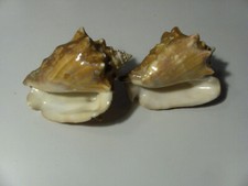 MADREPERLA CONCHIGLIA 2 PZ TENUTA IN ESPOSIZIONE BOTTONIFICIO USATE VEDI FOTO +