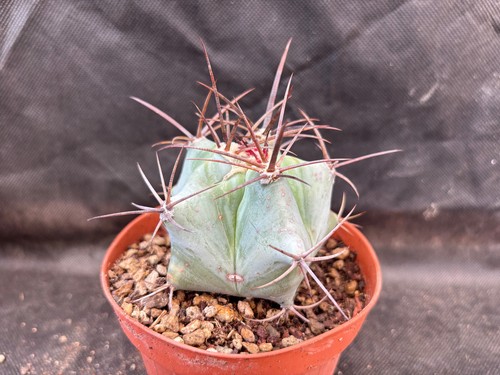 Echinocactus platyacantus - echinocactus,