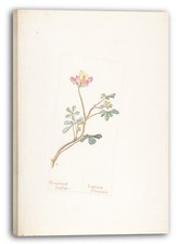 Tela/Cornice Margaret Neilson