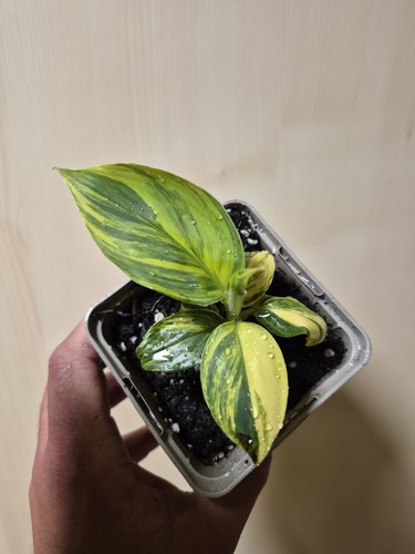 Musa nano cavedese - nano,