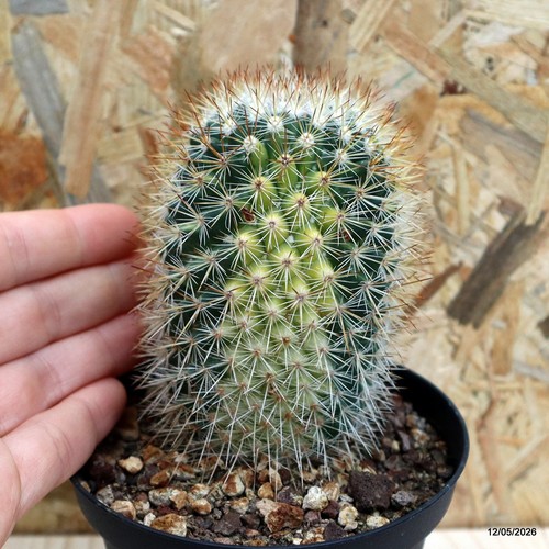 Mammillaria spinosissima
