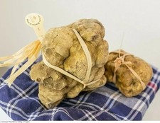 100 GR TARTUFO BIANCO FRESCO