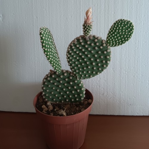 Opuntia microdasys altezza - opuntia, 20
