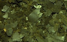 Fiocchi di spirulina, mangime per pesci, qualità top!! 300ml a prezzo regalo