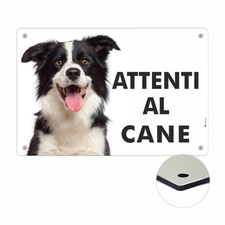 BORDER COLLIE ATTENTI AL CANE