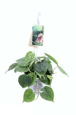 Pianta di Filodendro