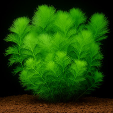 Limnophila aquatica - Amico