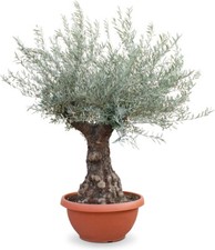 Ulivo bonsai vero - ulivo, olivo