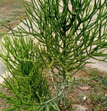 10 esquejes De Suculenta