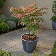 Acero giapponese little - acero,